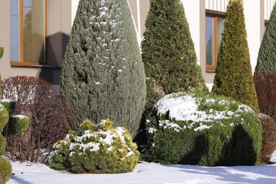How to Prevent Salt Damage Near Driveway Plantings