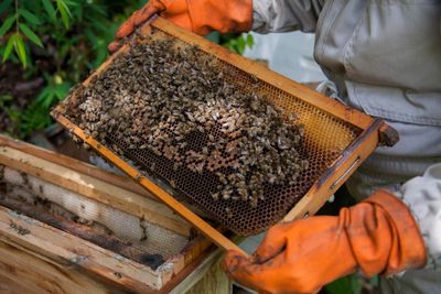 Chuquisaca's Award-Winning Honey Has U.S. and UK Buyers Talking — No Deal Signed Yet