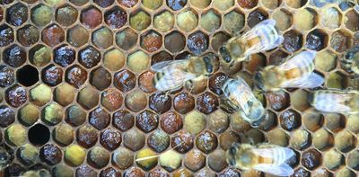 Honey bee hives have ‘living immune systems’ which defend against disease