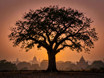 The Shami Tree on Dussehra: Where the Pandavas Hid Their Weapons for a Year