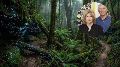 Australian couple turned 30 acres of rainforest into a glow-worm tourist attraction