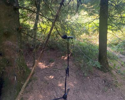 Listen out for Lanny: can Max Porter’s mythic tale of a mulch-guzzler really be heard in this woodland?