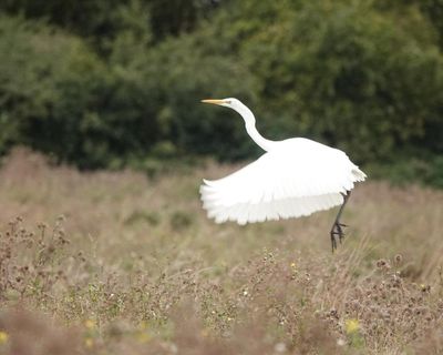 Country diary: A species brought to the edge of extinction, recovering in the fens