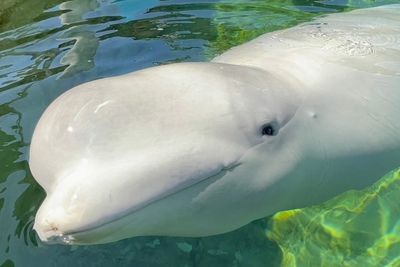 Sixth whale dead just weeks after being rescued from theme park