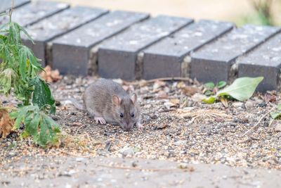 Reported summer rat sightings up 15% on last year – Rentokil
