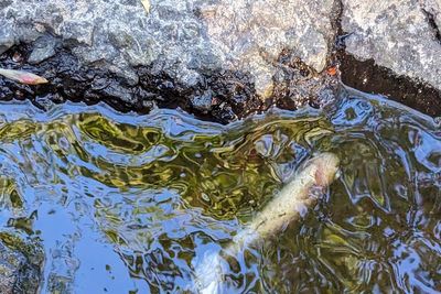 Diageo ‘sincerely sorry’ following pollution incident on River Spey tributary