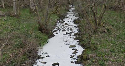 'Thousands' of fish and birds killed as Diageo admits toxic pollution incident