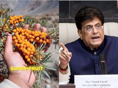 Ladakh Gold: Piyush Goyal shares a superfood that is found at 12,000 feet in Nubra valley and has 10 times more Vitamin C than lemon