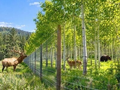 USDA scientists fenced 1 hectare of aspen against elk but allowed deer, bears and other animals through; within 1 year, protected trees gained 14.5 cm more height