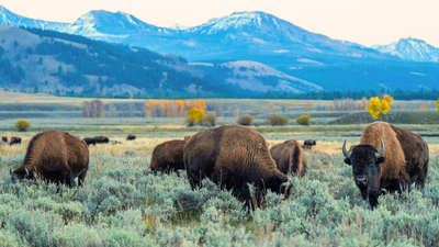 Energy firm gives Yellowstone record $105 million for conservation and visitors