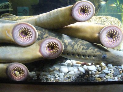 Lake Champlain began killing invasive sea lampreys in 1990; native lake trout survival rose 25%, and Atlantic salmon returns to the main lake fishery tripled