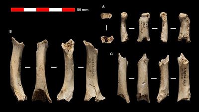 Neanderthal remains dating back 46,000 years identified in Abauntz cave, Navarra
