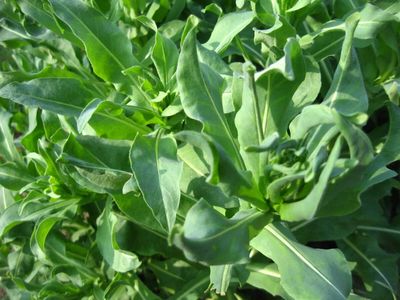 Before 1850, Americans grew Dyer’s woad for blue dye; in the Great Basin, one infestation later grew from 12,000 to 150,000 acres in eight years