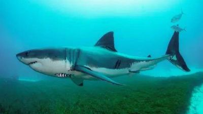Fatal Shark Attack Prompts Closures: Swimmer killed off Eastern Cape; police open inquest