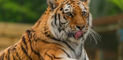 Is it wrong to kill wild animals that attack humans? Sometimes conservation demands it