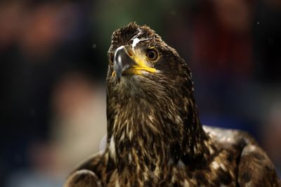 Crystal Palace told to retire iconic mascot as statement revealed