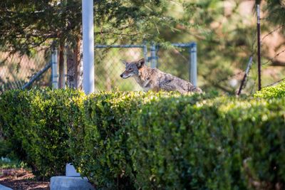 Trendy LA neighborhood’s war over wild coyote erupts after child attacked