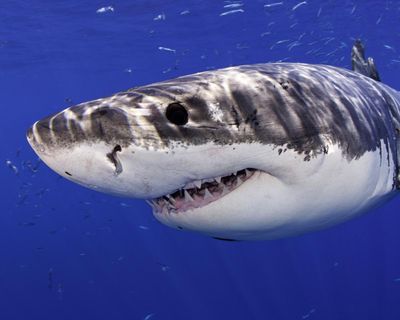Great white shark leaps from water and photobombs California beachgoers