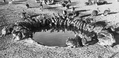 Why the humble rabbit might be Australia’s worst introduced species