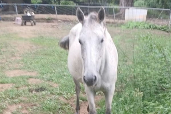 A horse got loose from a Kansas family farm. Police shot it dead to the owner’s horror