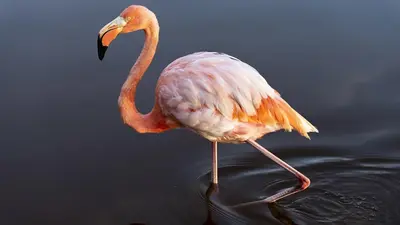 Tourist who stole flamingos from Las Vegas casino returns to court to tell the story in his own words: ‘something that we could joke about’