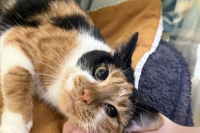 RSPCA struggling with capacity crisis as number of unwanted and homeless cats hits all-time high