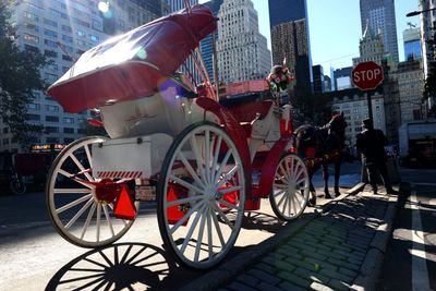 NYC Votes Thursday on Banning Central Park's Horse Carriages Forever
