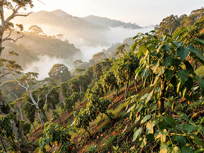 Black Pepper Trail: From Idukki's Vines to Kochi's Spice Market