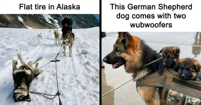 80 Dog Memes That Prove Our Lives Would Be Boring Without These Fluffy Weirdos