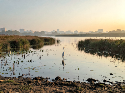 Why a Messy City Lake Holds More Bird Species Than a Tidy Park