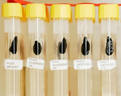 The humble one-celled alga that helped scientists win the Nobel prize