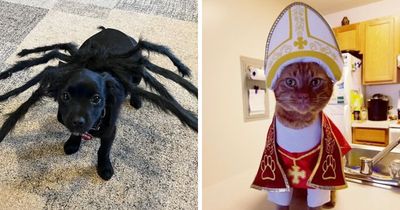 30 Hilarious Pet Halloween Costumes That Prove Your Fur Baby Was Born Ready For The Spotlight