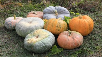 Cut Halloween Pumpkin Waste: Experts flag methane risks; readers get easy reuse tips