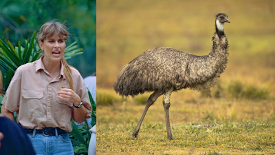Reserve Expansion Aids Wildlife: Terri Irwin boosts Mourachan conservation; emus and reptiles benefit