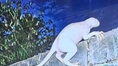 Mysterious Creature Sparks Theories: UFO investigator claims unknown predator; images rekindle alien debate