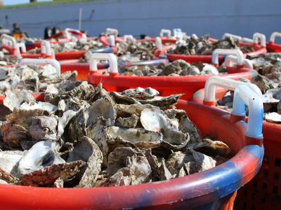 Since 2010, Maryland has reclaimed 308,500 bushels of discarded oyster shells for Chesapeake Bay restoration; its wider effort has planted billions of oysters
