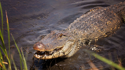 Shawn Kilums Alligator Sexual Abuse Rumour Debunked After Photo Linked To Unrelated Arrest