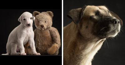 In This Studio, “The Dog Is The Boss,” And Every Pup Is Welcome, No Matter Its Age, Eyesight Or Ability (37 Pics)