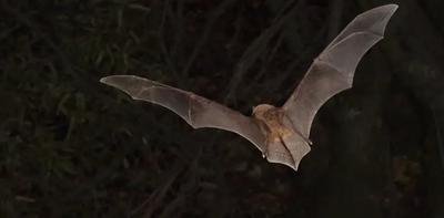 Africa’s bats could survive climate change – if they can find somewhere to live