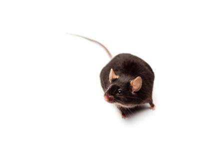 More than 1 million mice used in Australian research annually, ‘overdue’ study finds