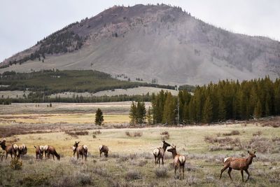Yellowstone receives historic $105 million gift from company building AI data center