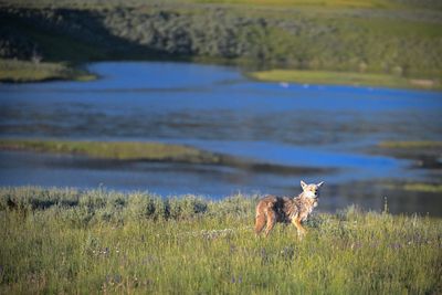 Blackstone portfolio AI developer is behind record-breaking Yellowstone donation