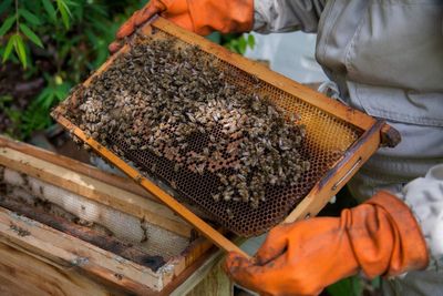 HOA and homeowner feud ignites over bee colony ordered shutdown after stinging board member