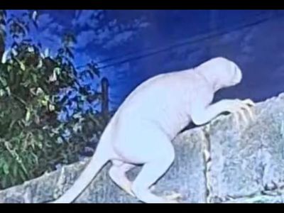 Mysterious six-feet tall, pale predator near US-Mexico border found stealing chicken. A UFO investigator says it might be from another dimension