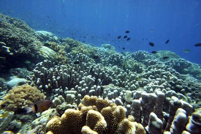 How Latin America's Coral Reefs and Kelp Forests Are Coming Back — and Fishing Communities Are Leading the Way