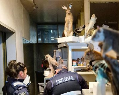 Man fined after 700 frozen and taxidermied animals found on Victorian property