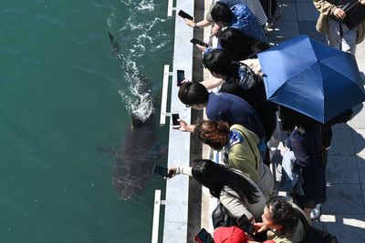 Trapped shark returns to South Korean canal hours after rescue attempt