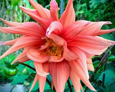 Country diary: From Mexico’s Day of the Dead to a Shropshire allotment