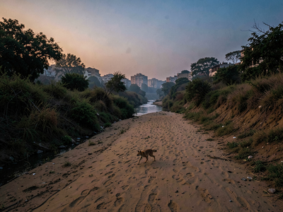 What Cities Must Keep for Leopards, Civets and Jackals to Move Through
