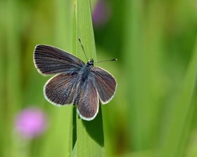 ‘This isn’t greenwashing’: thousands of butterflies surprise experts on restored West Sussex farmland